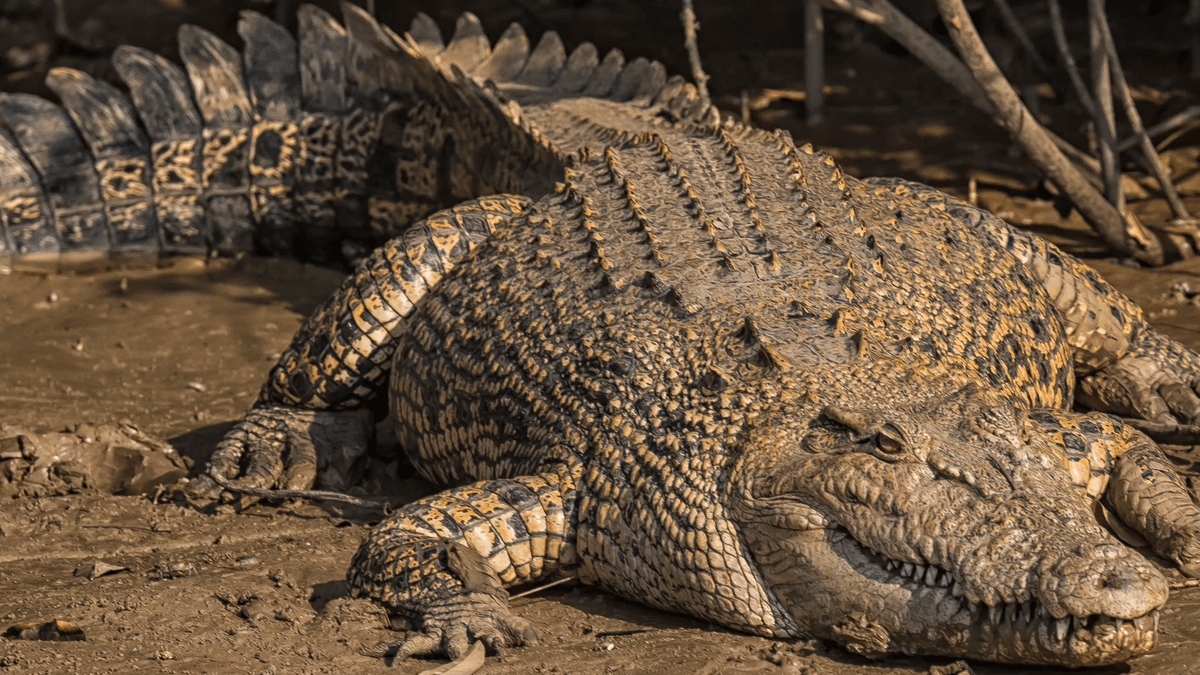 Saltwater Crocodile in Bhitarkanika