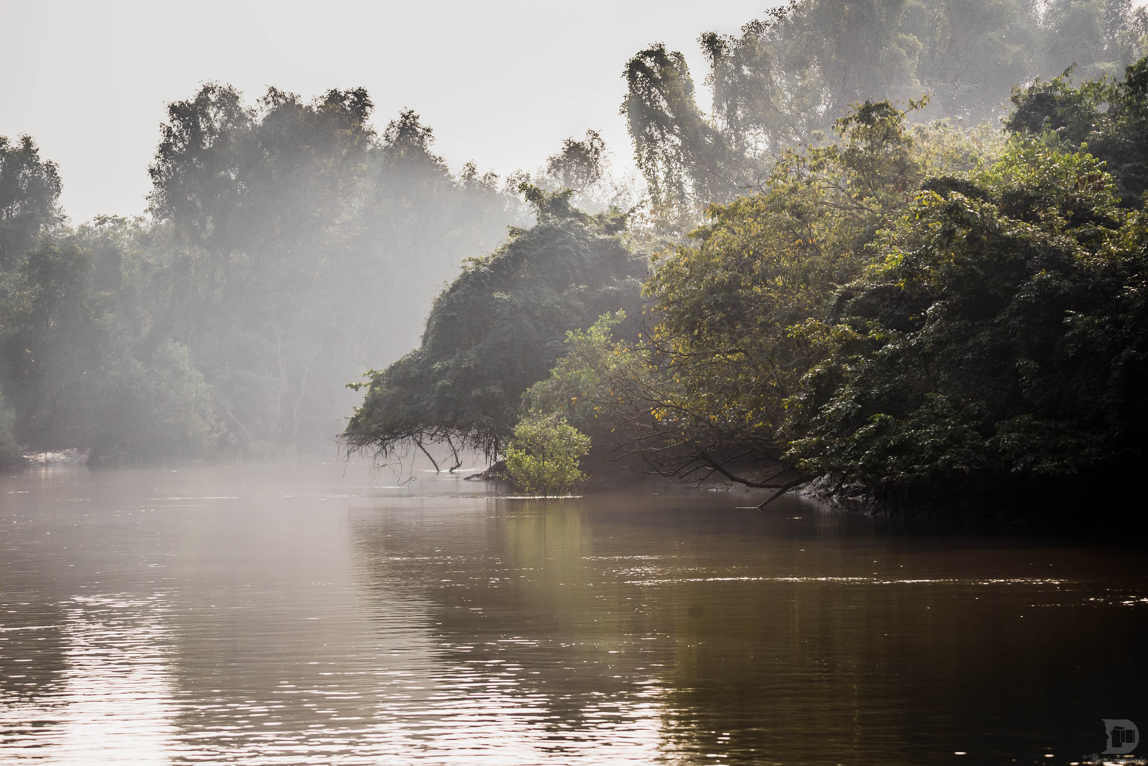Mangrove forest in Bhitarkanika