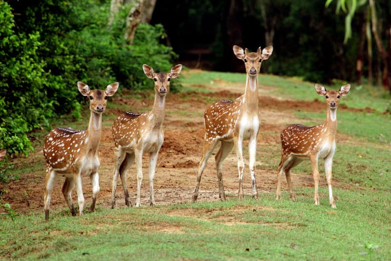 Spotted Deer in the park