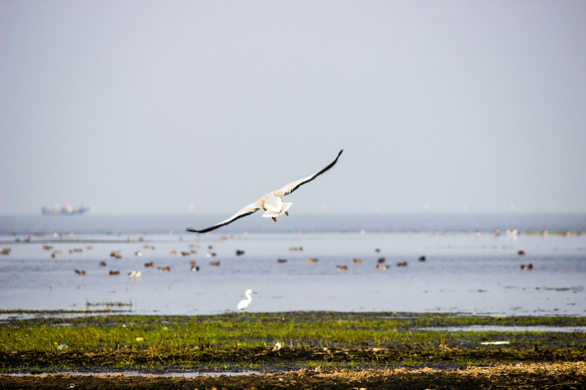 Birds in Chilika