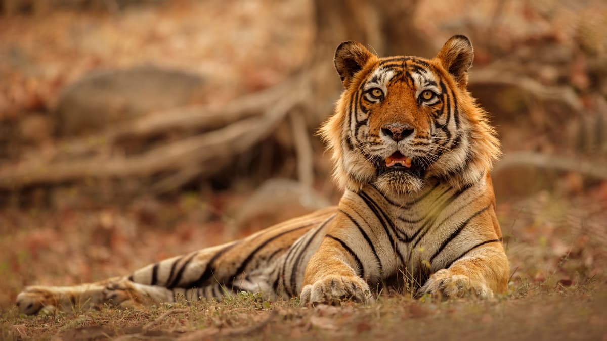 Royal Bengal Tiger in Simlipal