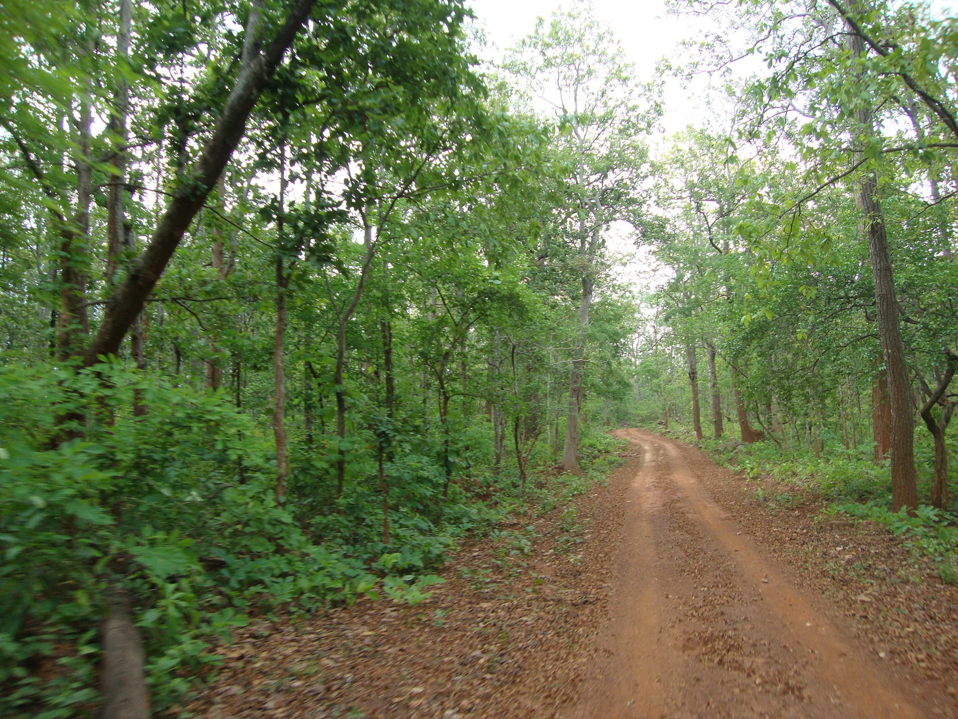 Jungle road through Simlipal forest